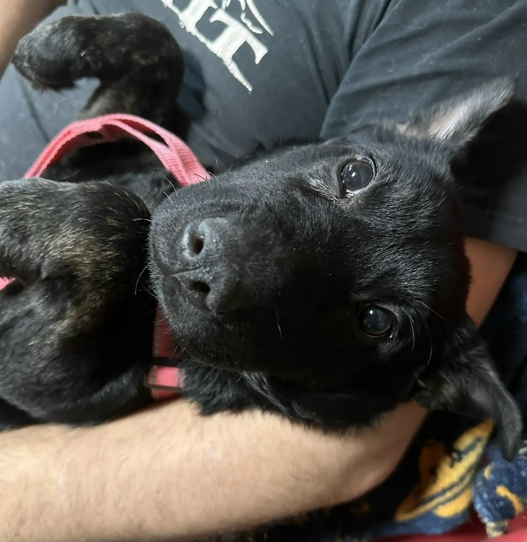 Найдена собака в Ступине — фото объявления