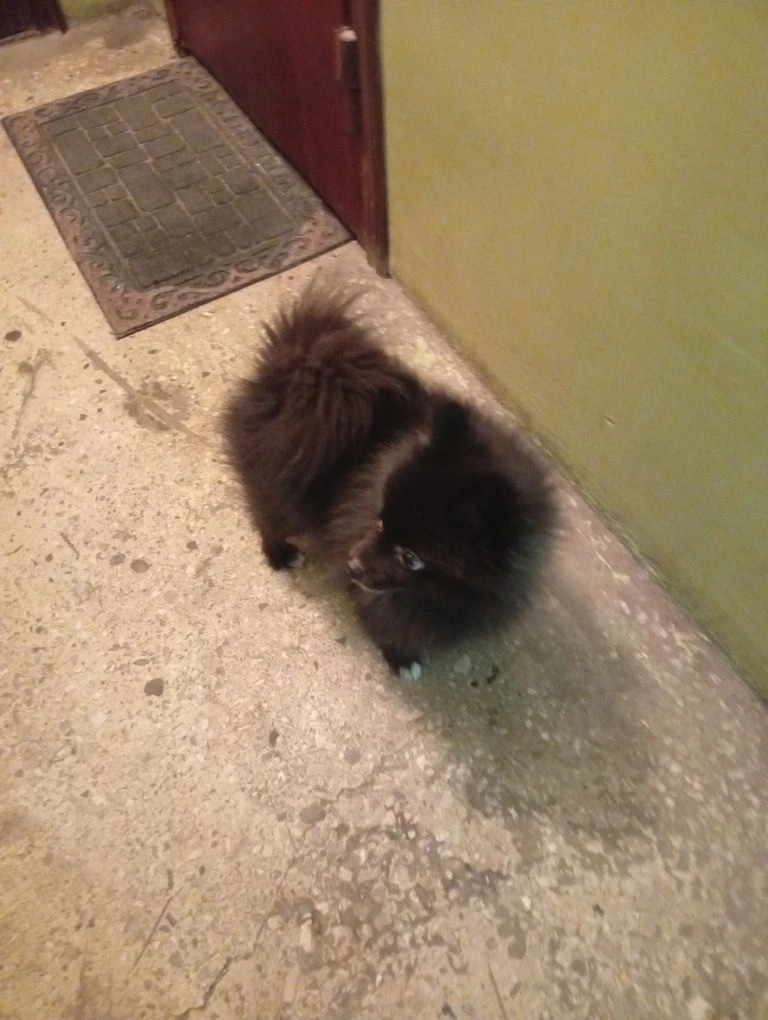 Найдена собака в Ступине — фото объявления