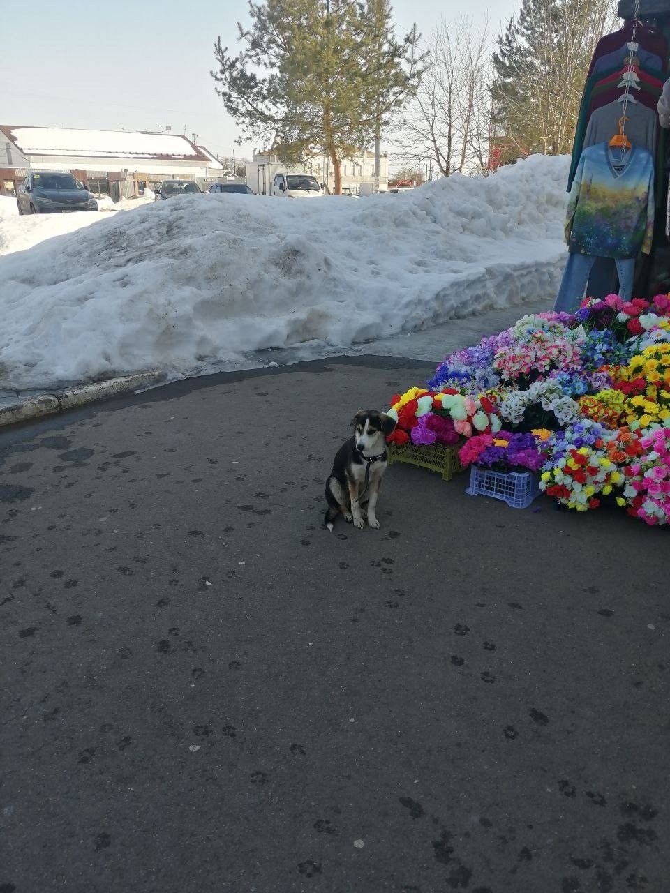 Найдена собака в Ступине — фото объявления