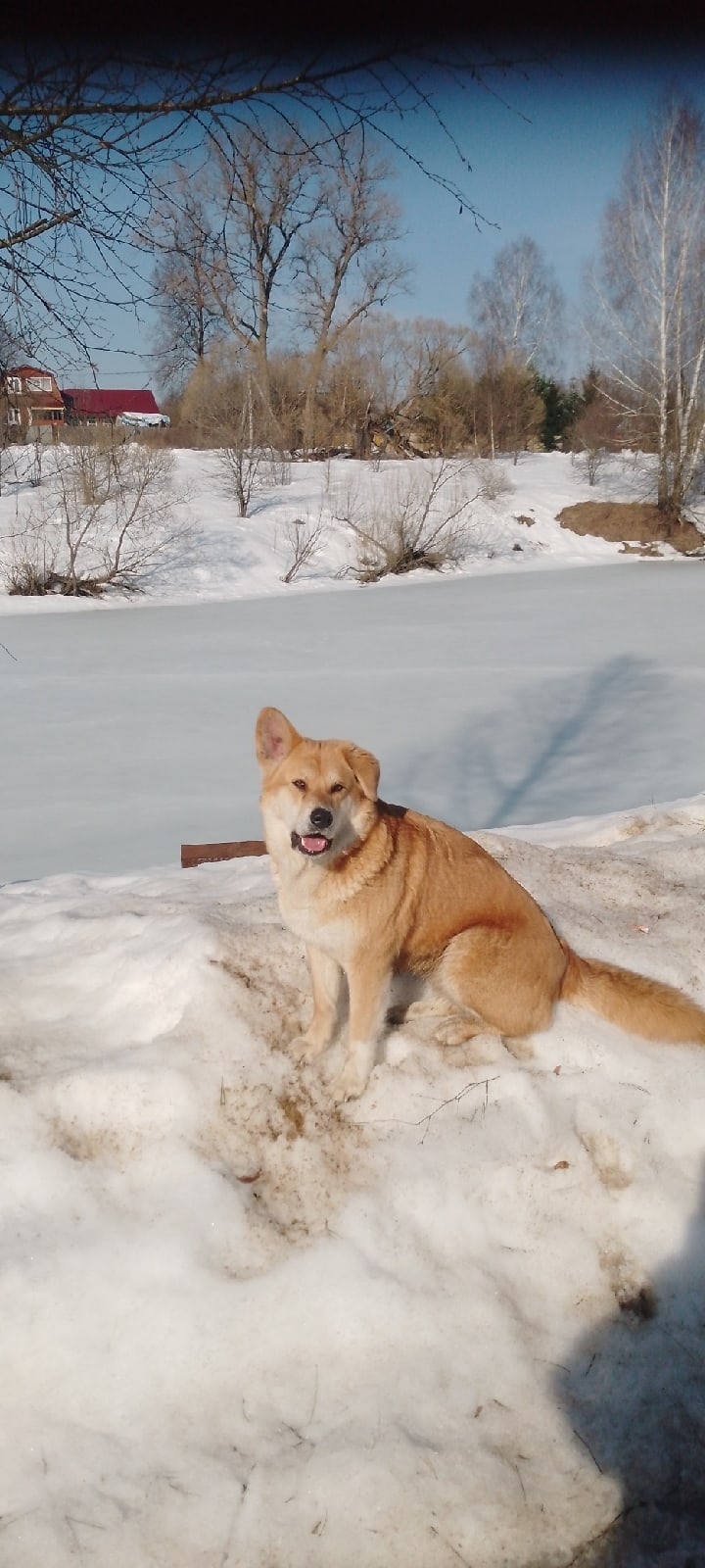 Найдена собака в Ступине — фото объявления