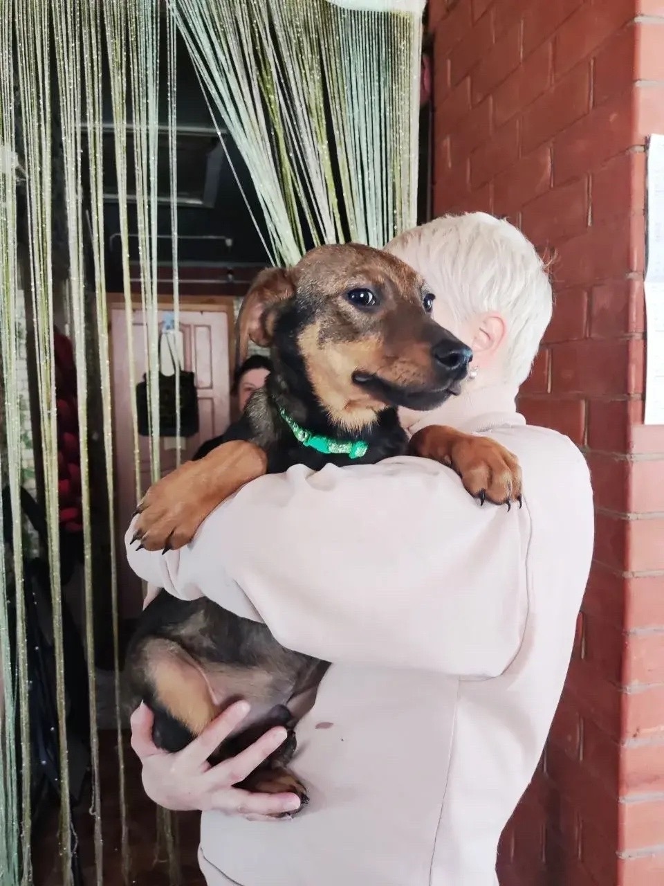 Найдена собака в Ступине — фото объявления