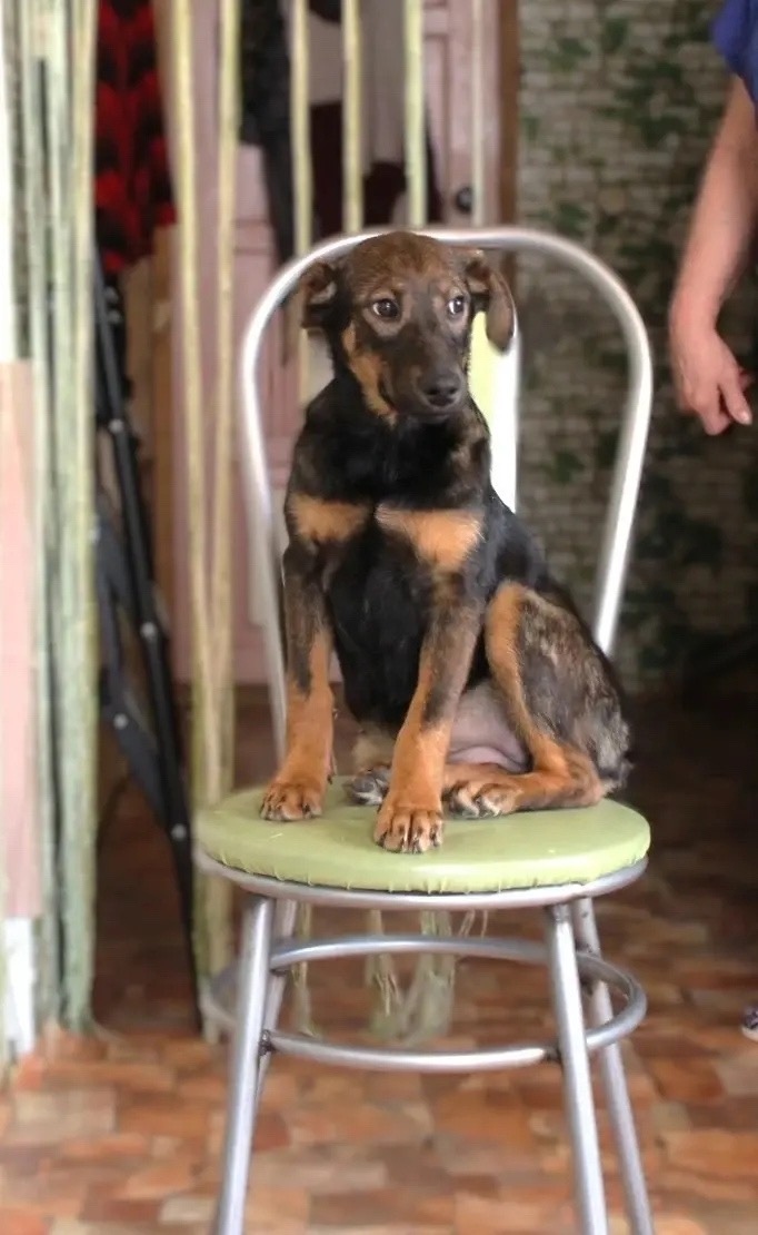 Найдена собака в Ступине — фото объявления