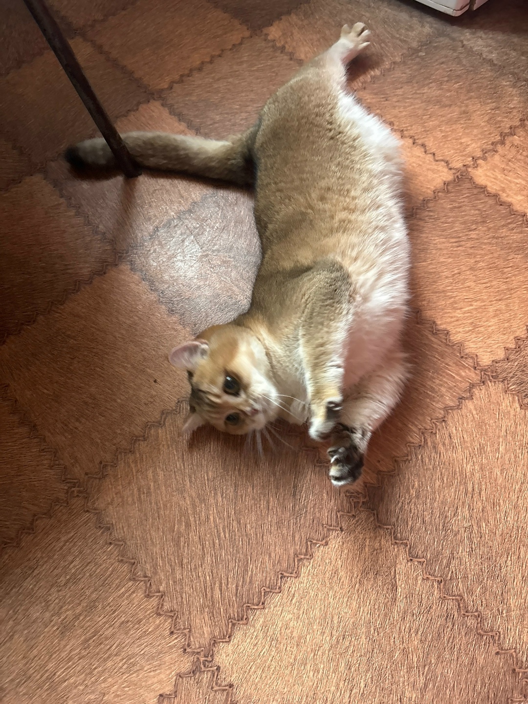 Найдена кошка в Ступине — фото объявления