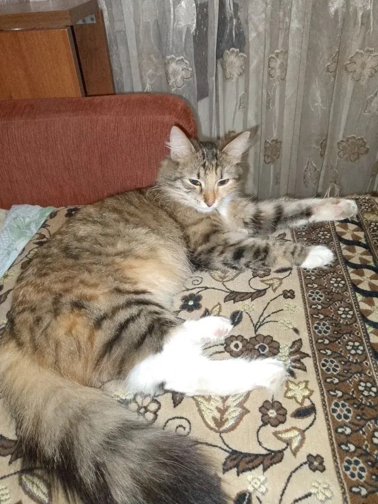 Найдена собака в Ступине — фото объявления