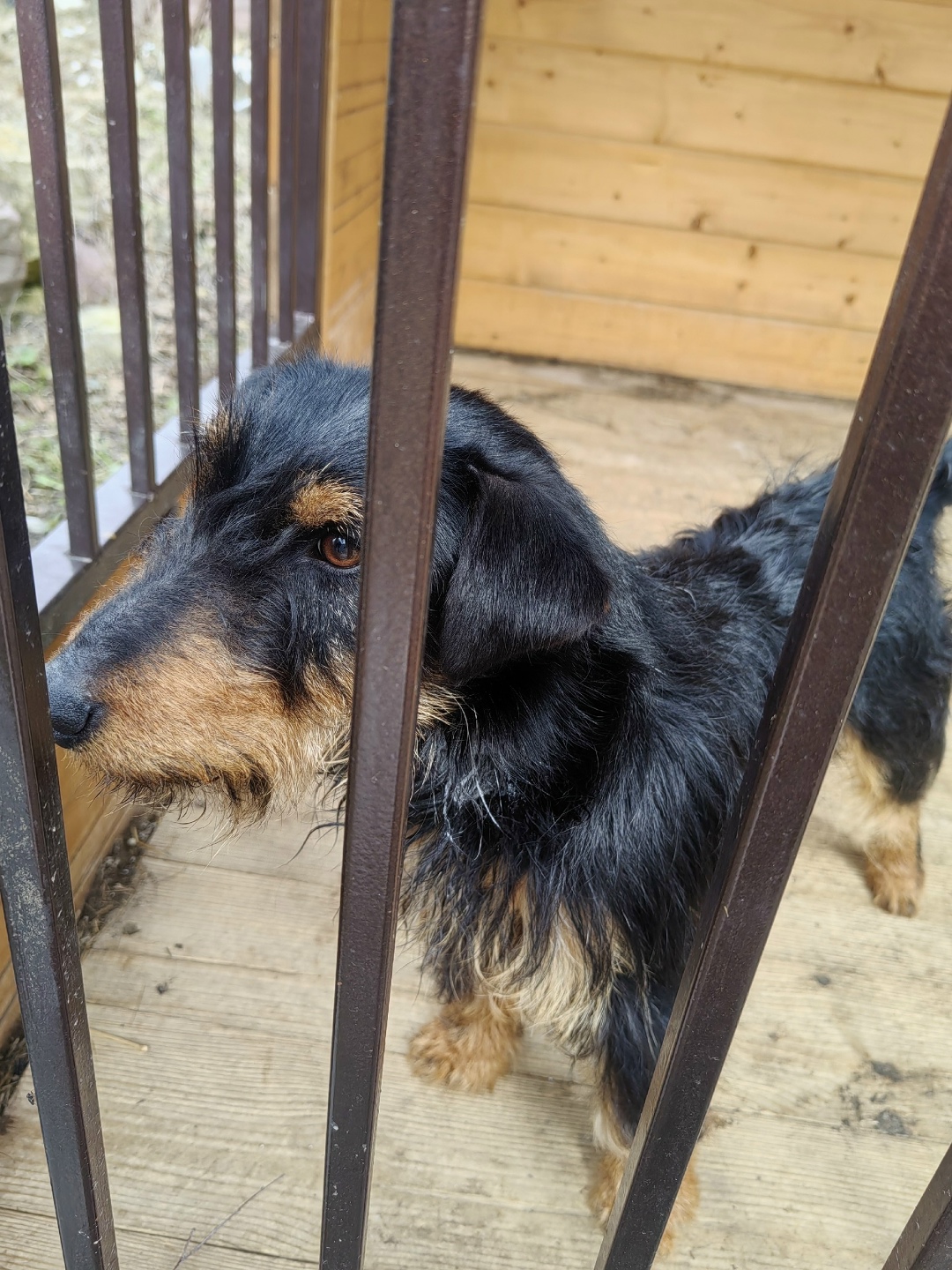 Найдена собака в Ступине — фото объявления