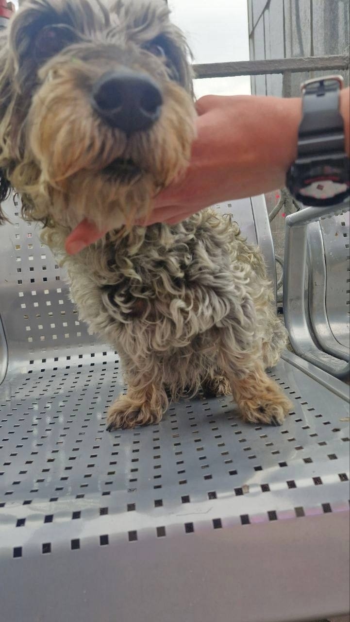 Найдена собака в Ступине — фото объявления