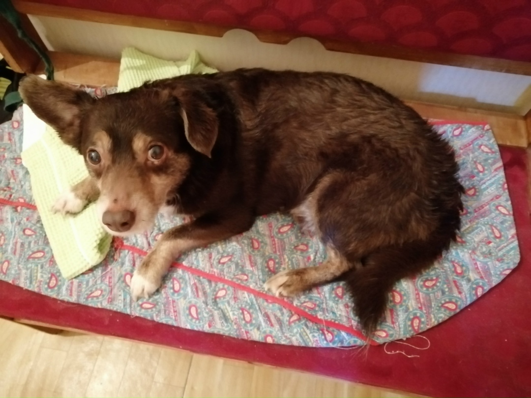 Пропала собака в Ступине — фото объявления