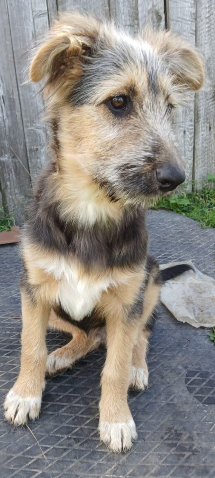 Найдена собака в Ступине — фото объявления