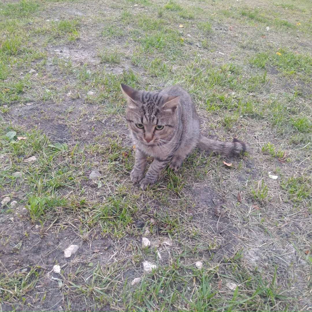 Пропала кошка в Ступине — фото объявления