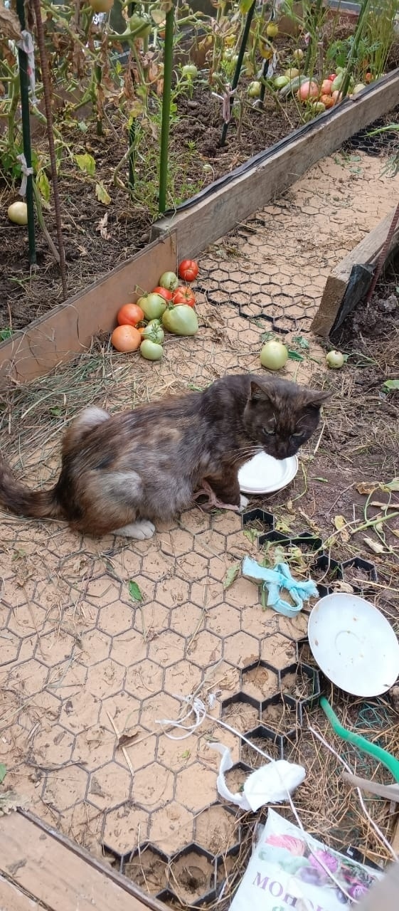 Найдена кошка в Ступине — фото объявления