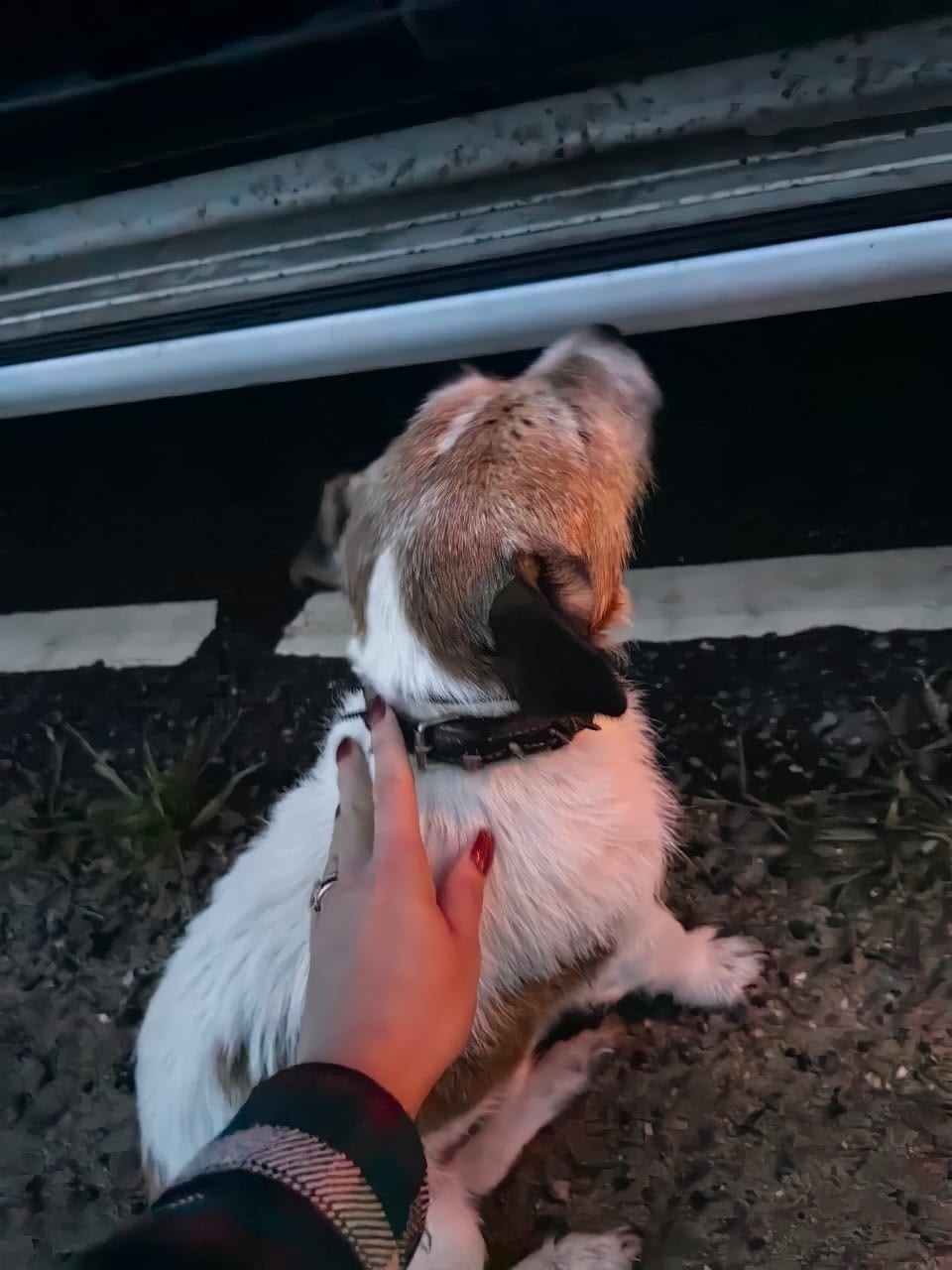 Найдена собака в Ступине — фото объявления