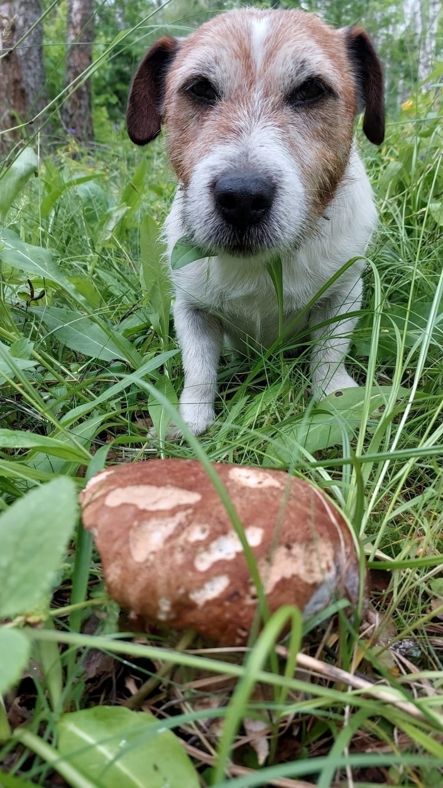 Пропала собака в Ступине — фото объявления