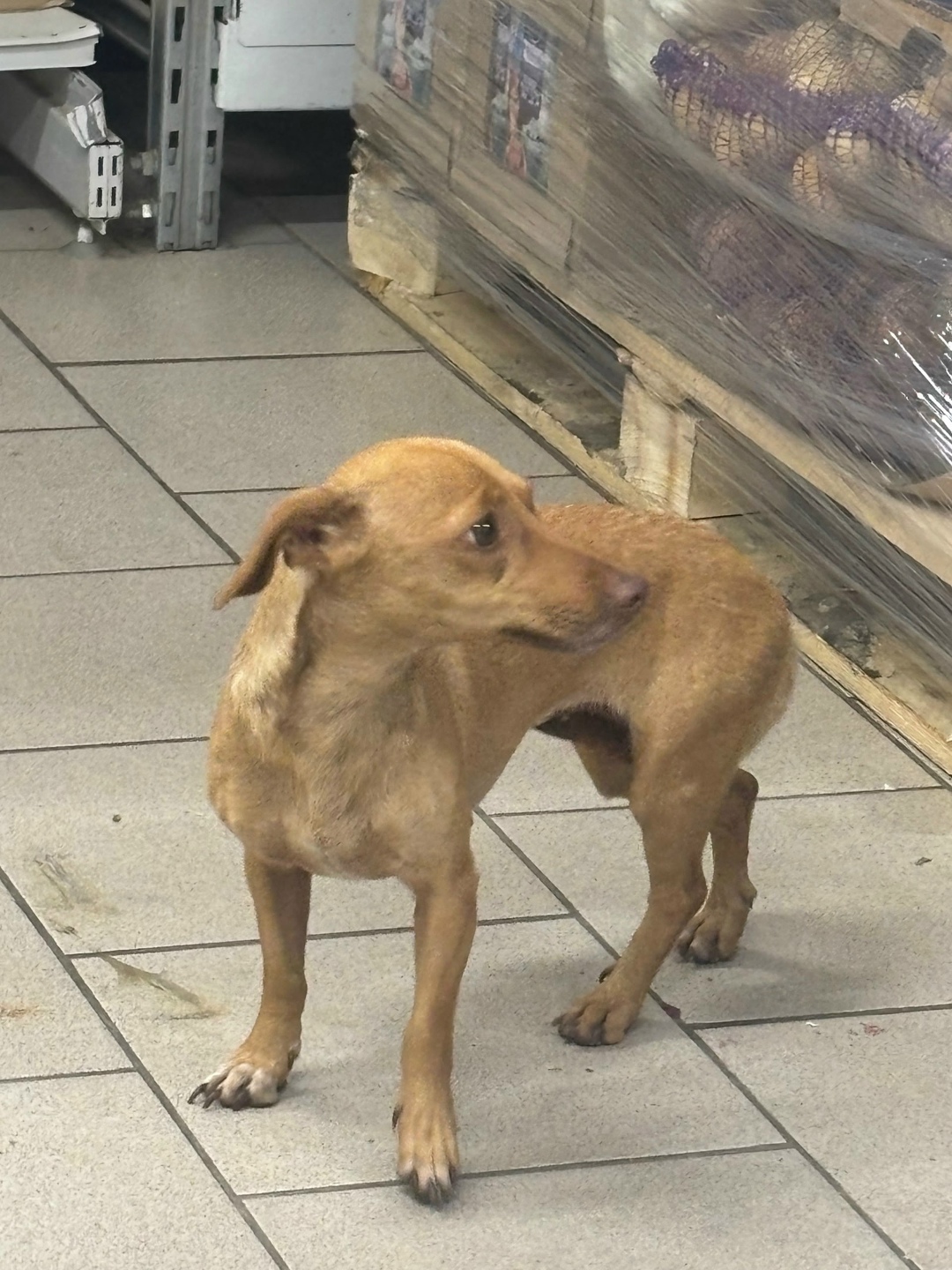 Найдена собака в Ступине — фото объявления