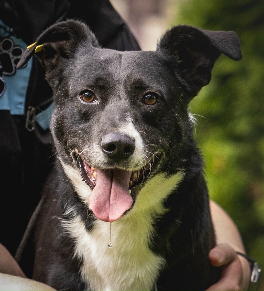 Найдена собака в Ступине — фото объявления