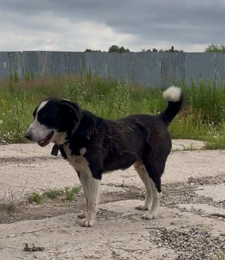 Пропала собака в Ступине — фото объявления