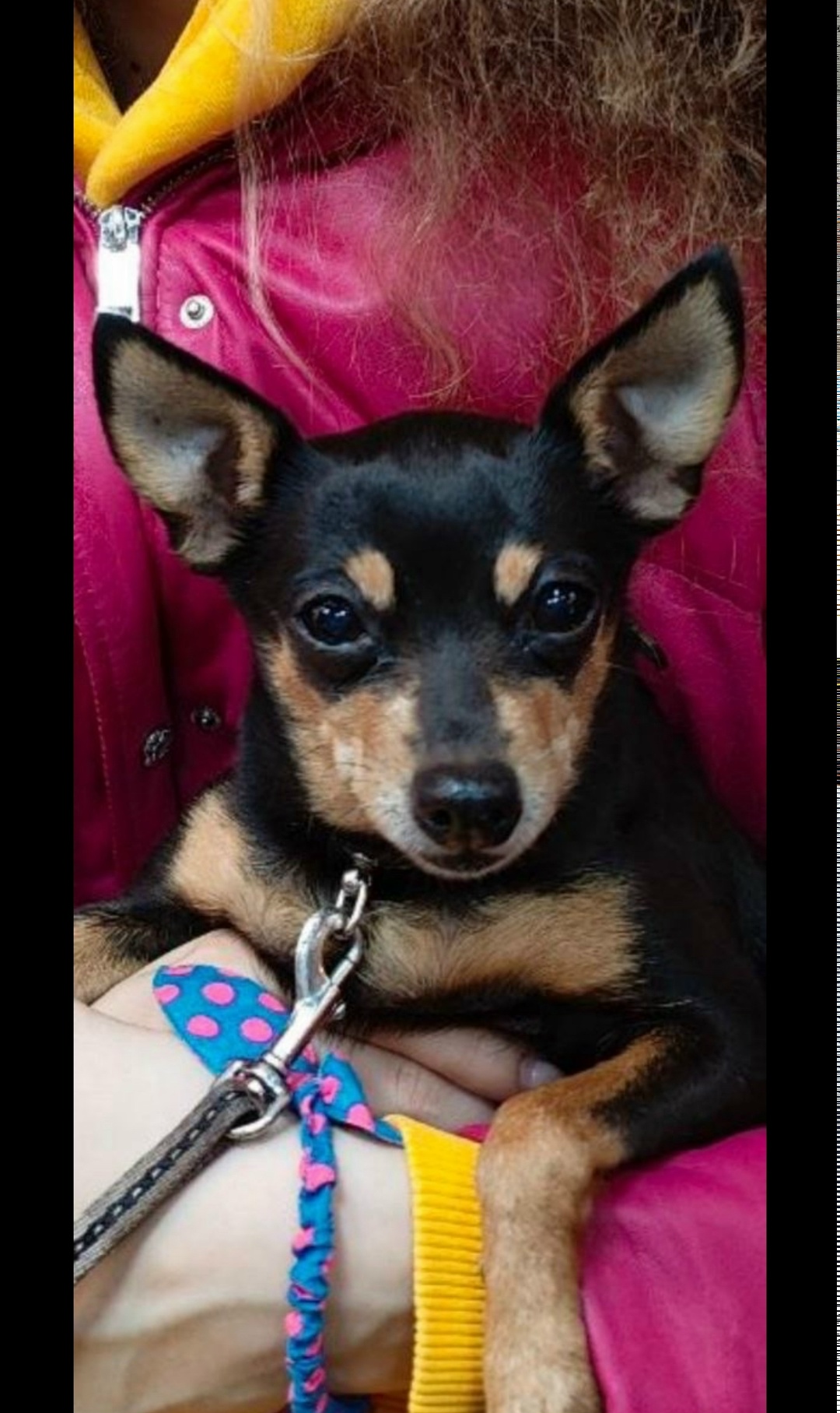 Найдена собака в Ступине — фото объявления