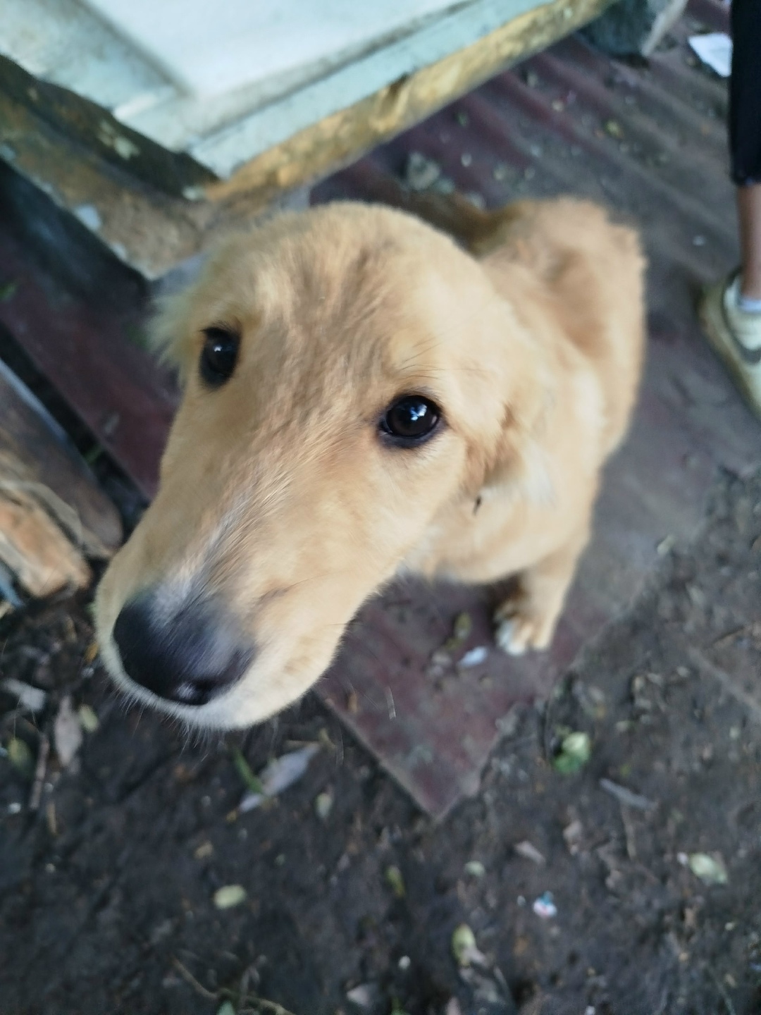 Найдена собака в Ступине — фото объявления