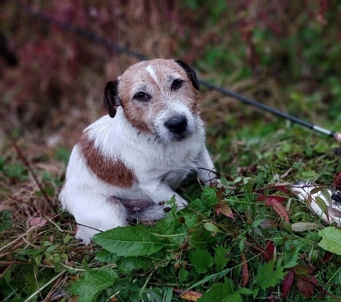 Пропала собака в Ступине — фото объявления