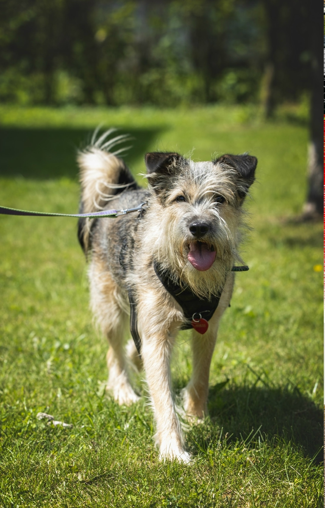 Найдена собака в Ступине — фото объявления