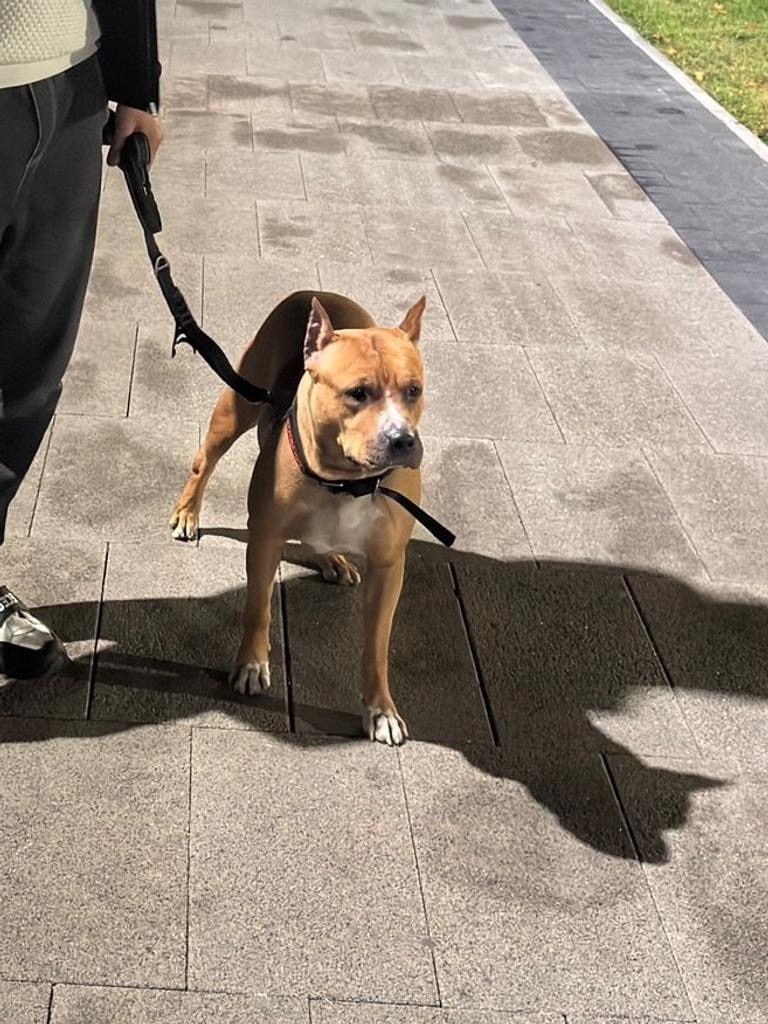 Найдена собака в Ступине — фото объявления