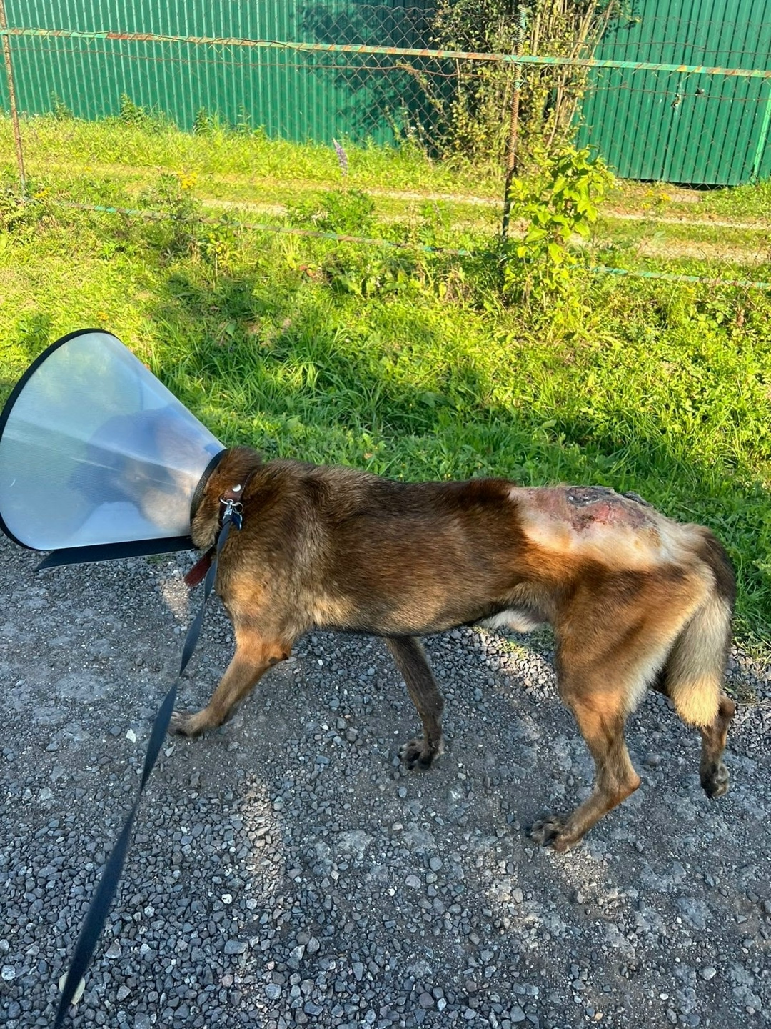 Найдена собака в Ступине — фото объявления