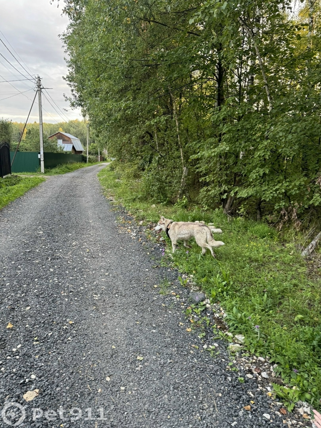 Пропала собака в Ступине — фото объявления