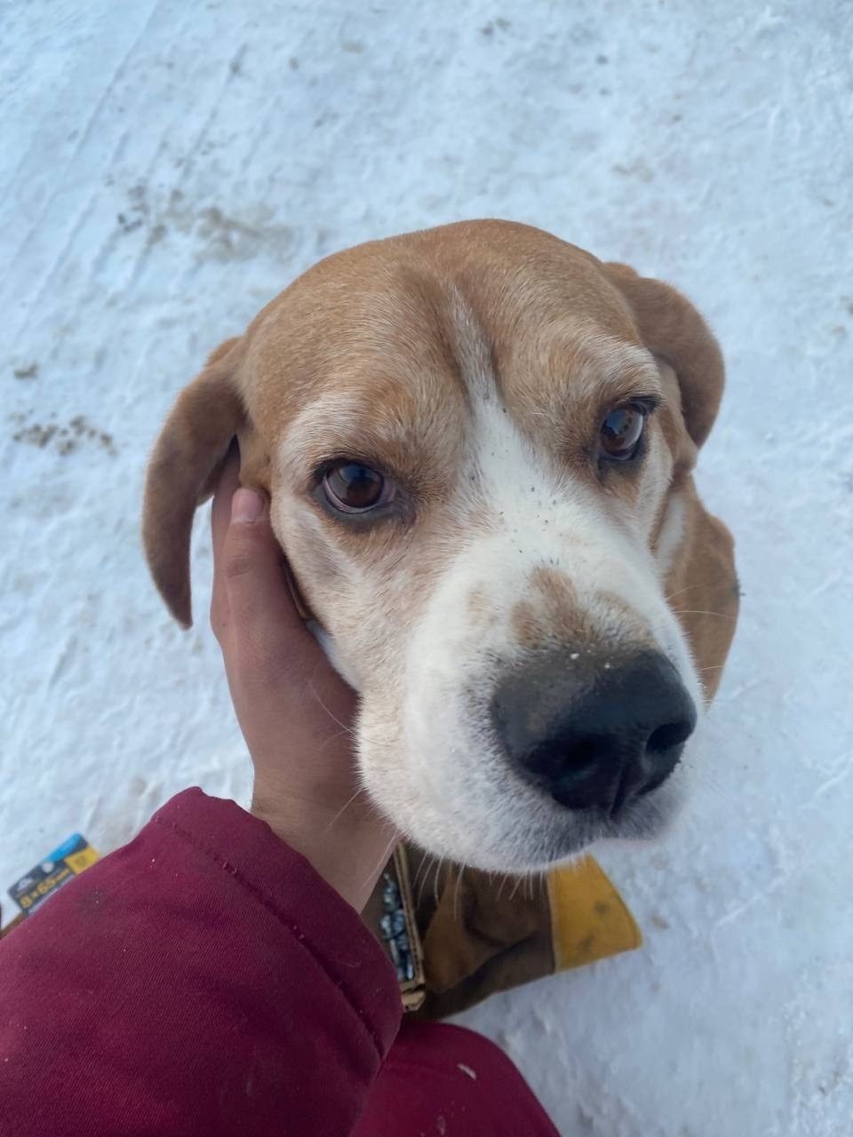 Найдена собака в Павловском Посаде — фото объявления