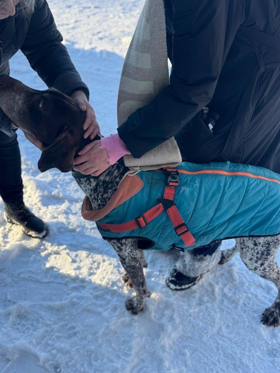 Найдена собака в Павловском Посаде — фото объявления