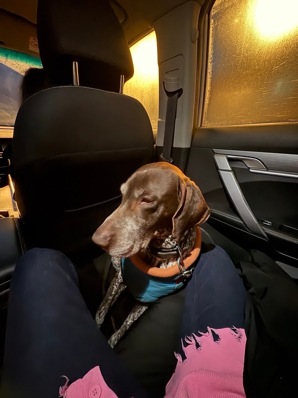 Найдена собака в Павловском Посаде — фото объявления