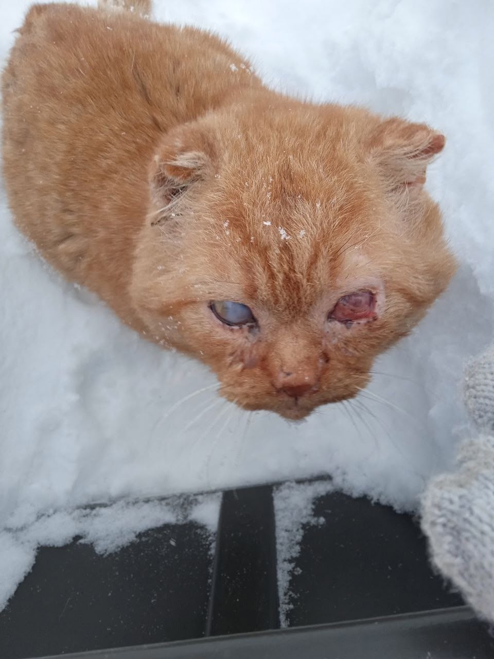 Найдена кошка в Павловском Посаде — фото объявления