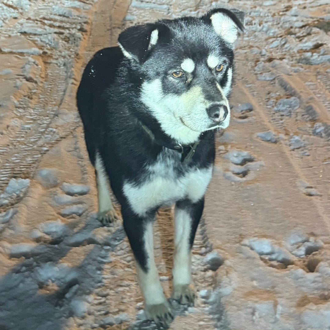 Найдена собака в Павловском Посаде — фото объявления