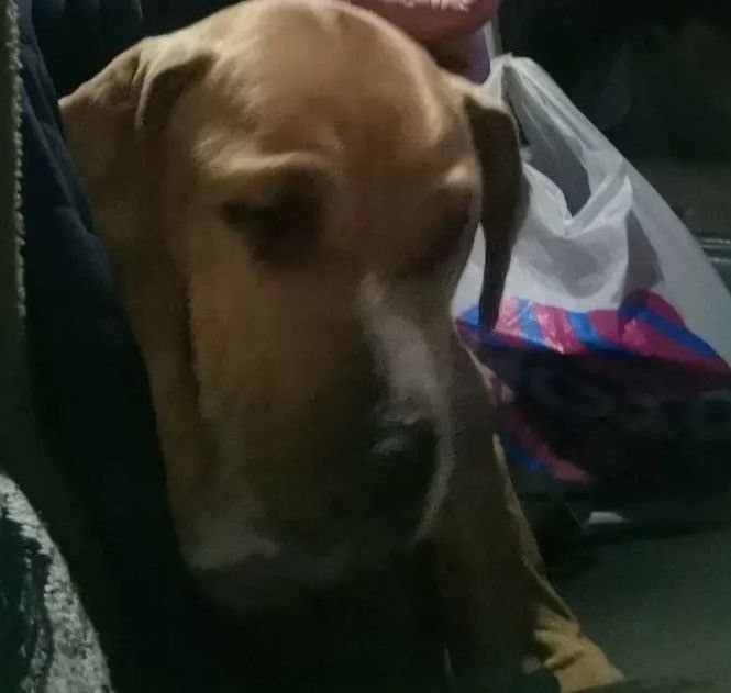 Найдена собака в Павловском Посаде — фото объявления