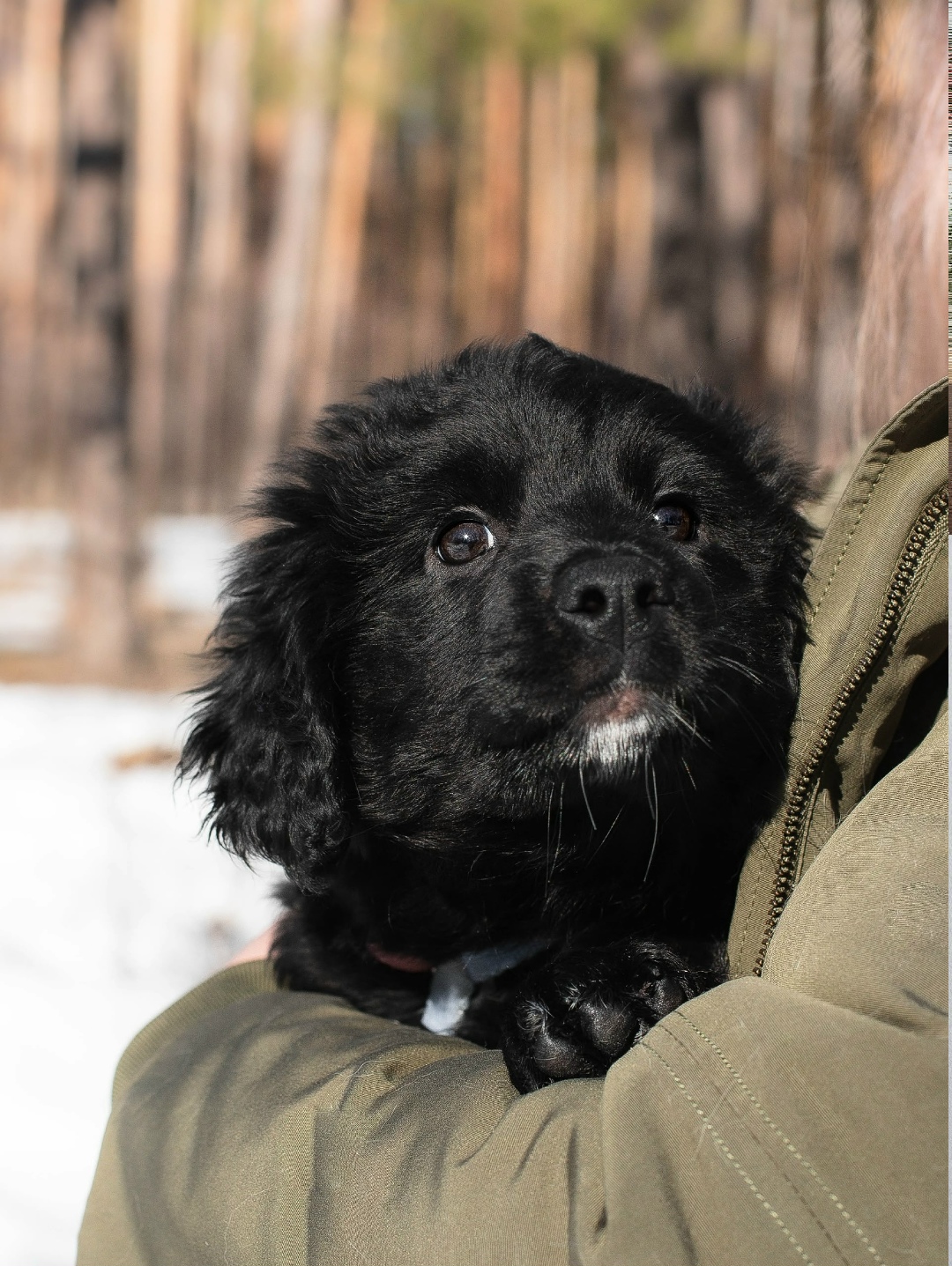 Найдена собака в Павловском Посаде — фото объявления