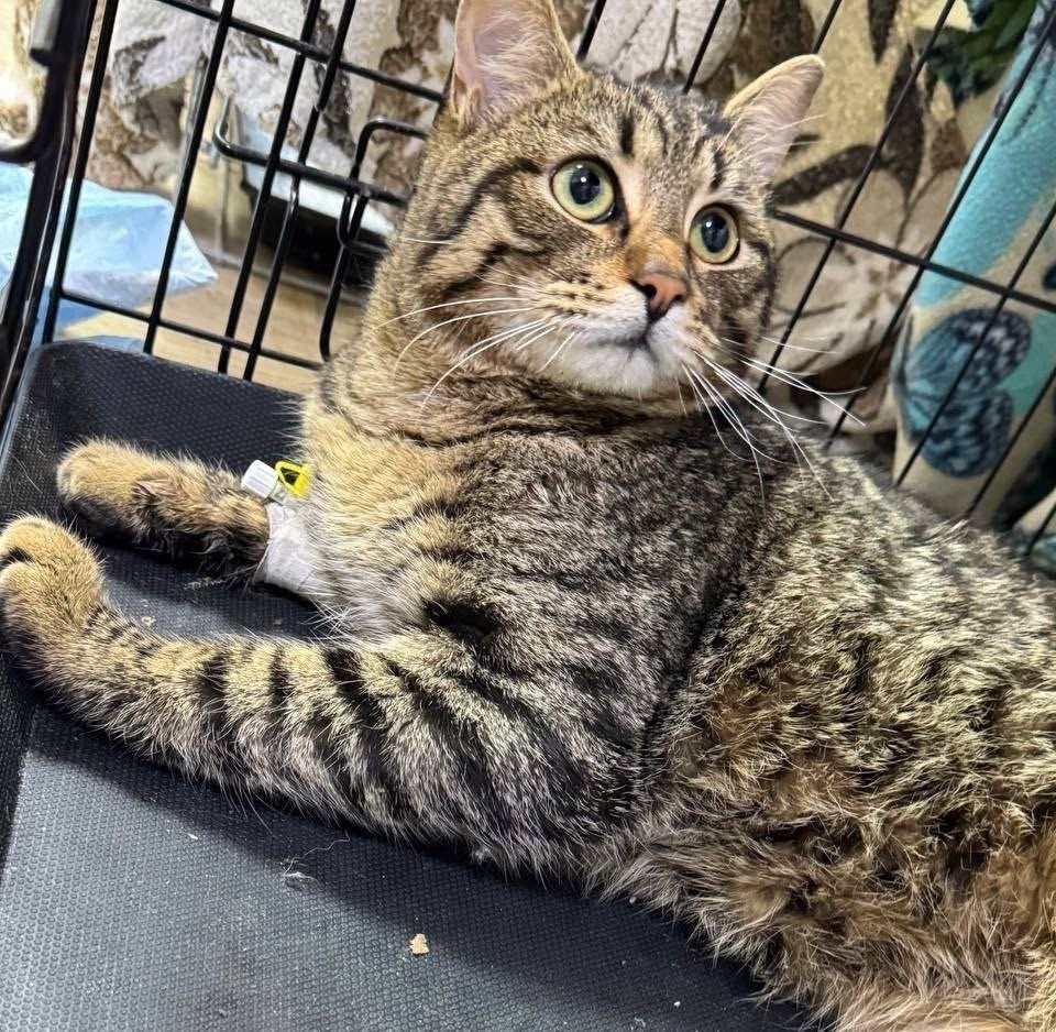 Найдена кошка в Павловском Посаде — фото объявления