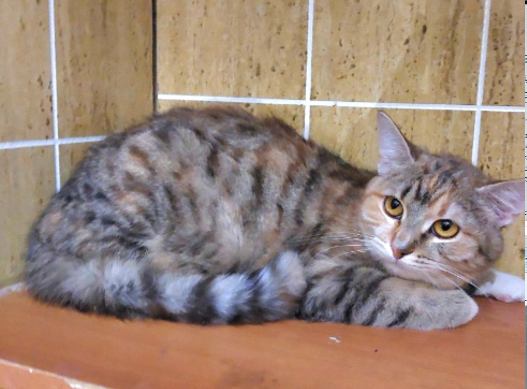 Найдена кошка в Павловском Посаде — фото объявления