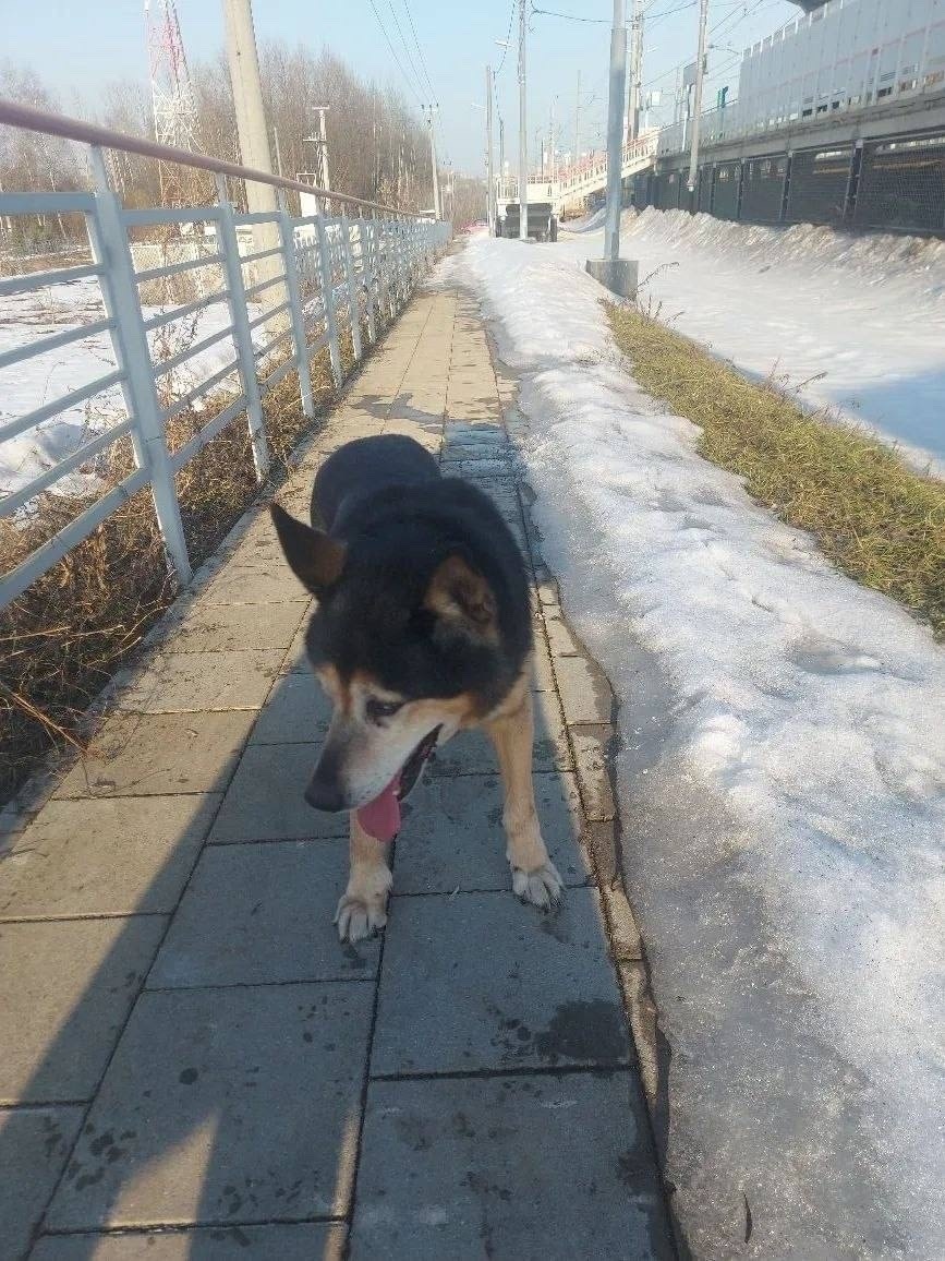 Найдена собака в Павловском Посаде — фото объявления
