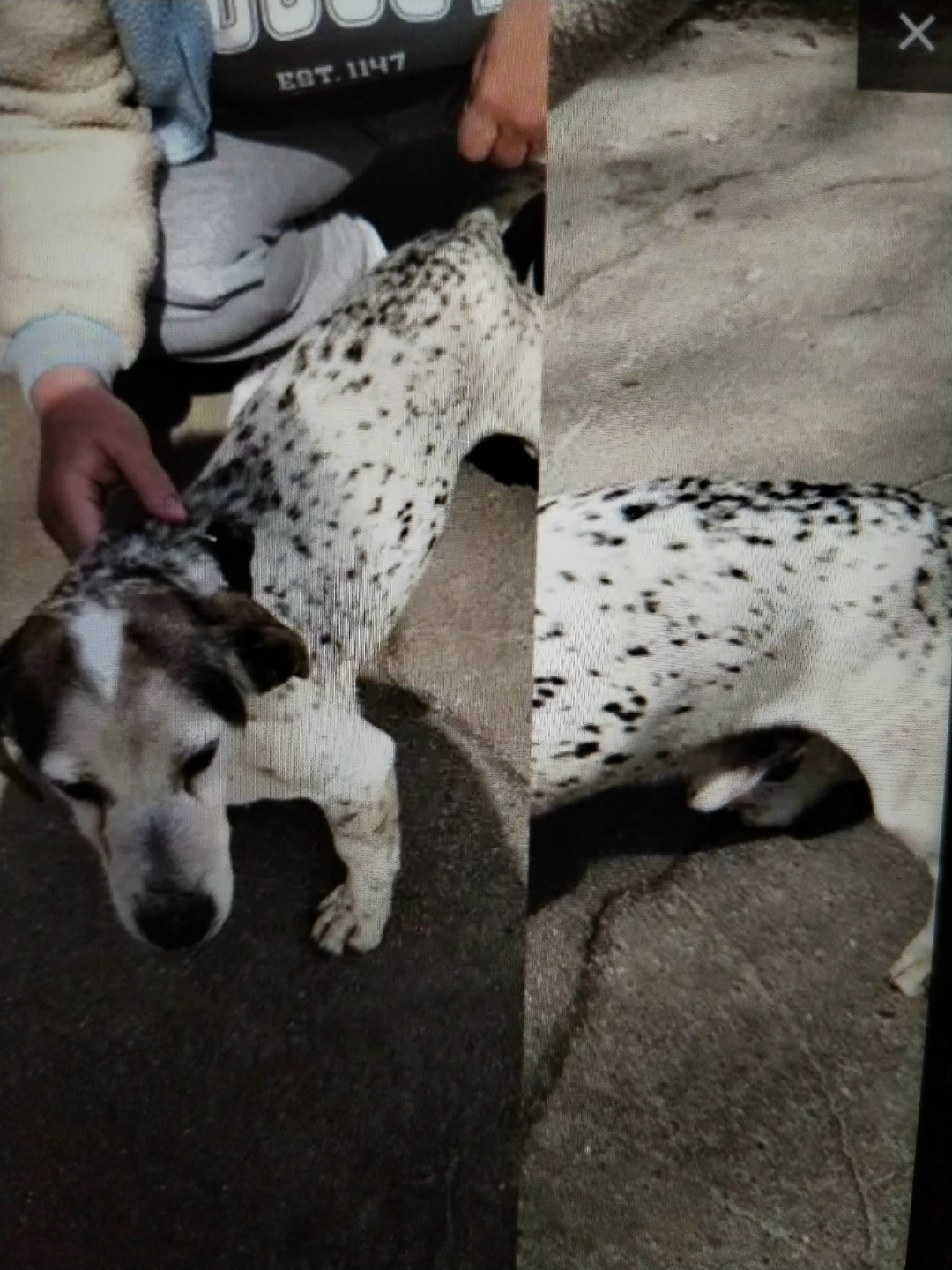 Найдена собака в Павловском Посаде — фото объявления