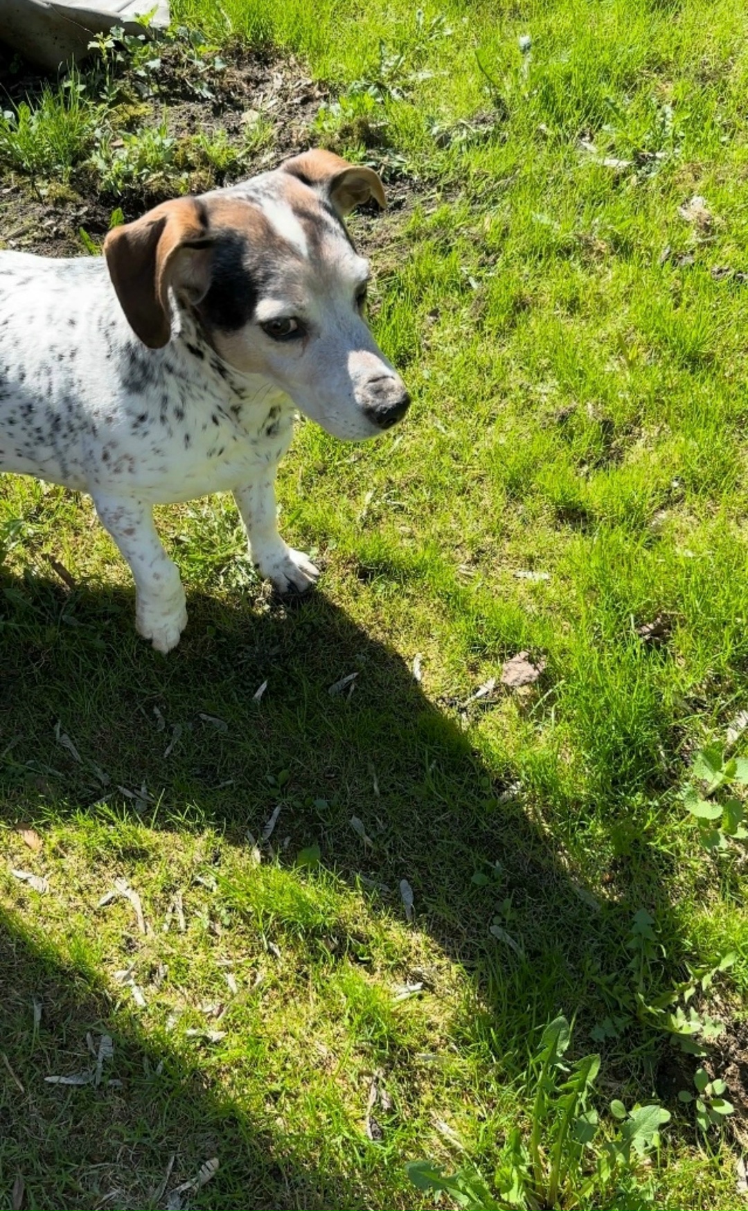 Пропала собака в Павловском Посаде — фото объявления