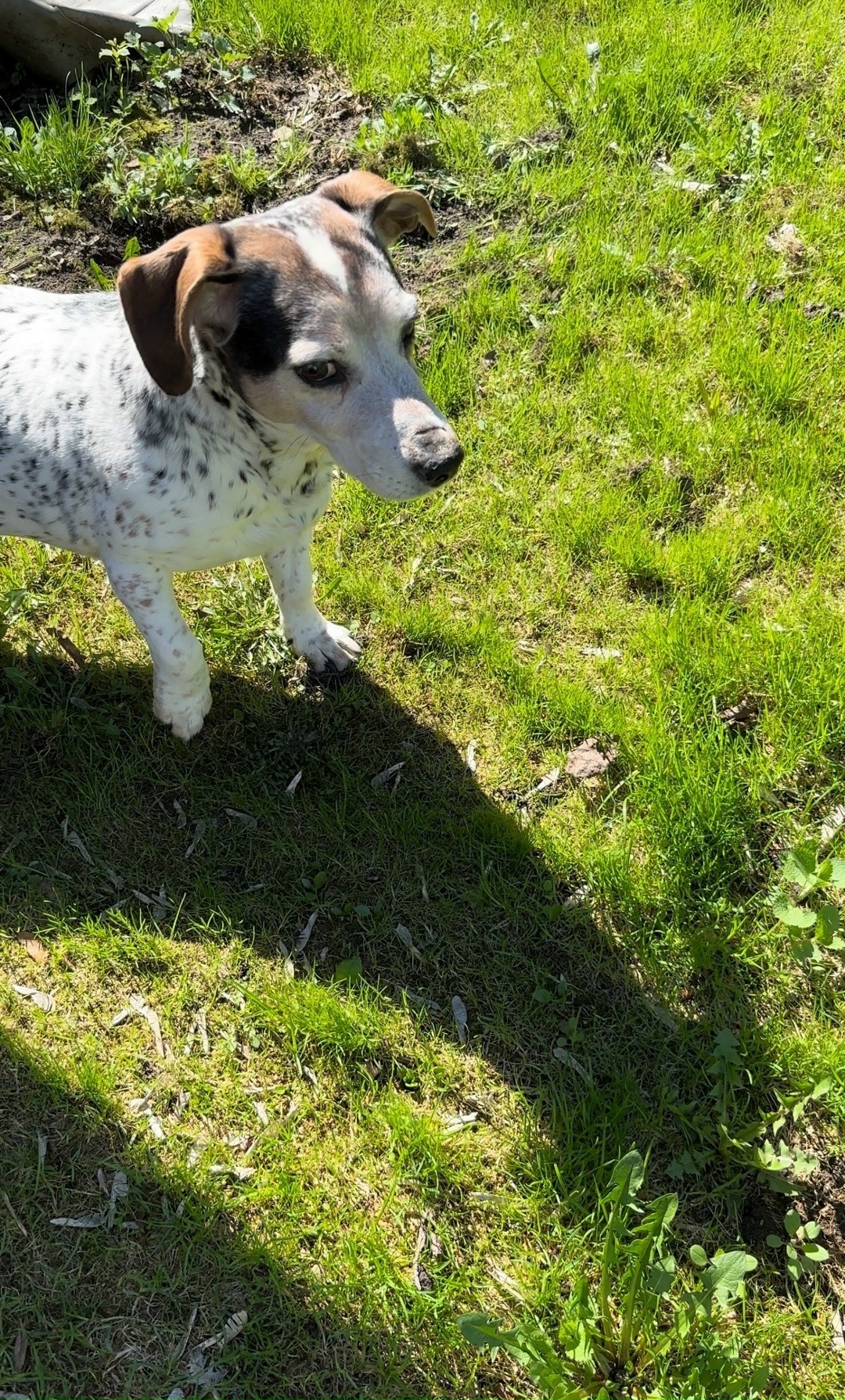 Пропала собака в Павловском Посаде — фото объявления