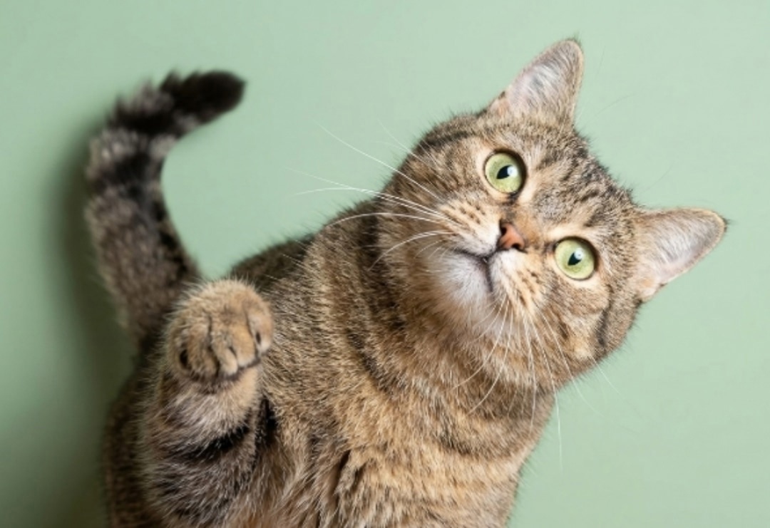 Найдена кошка в Павловском Посаде — фото объявления