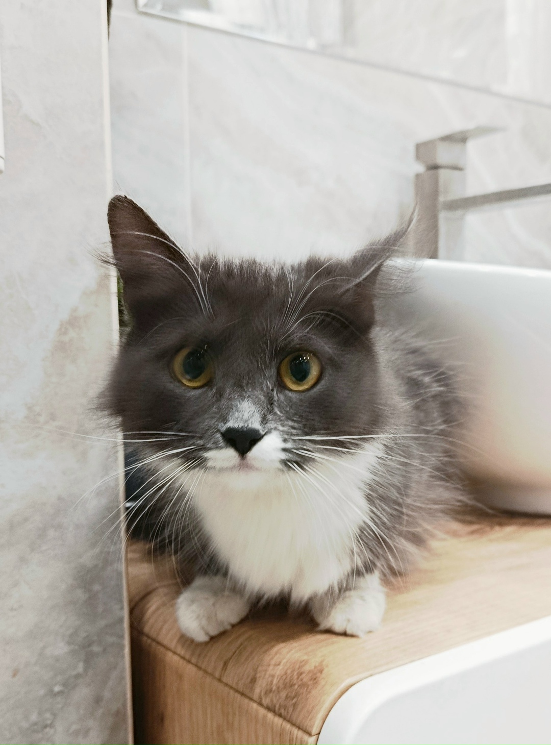 Найдена кошка в Павловском Посаде — фото объявления