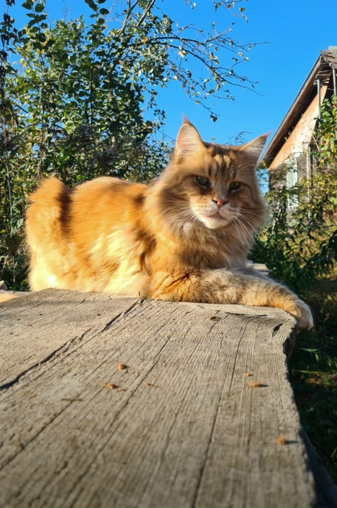 Пропала кошка в Павловском Посаде — фото объявления