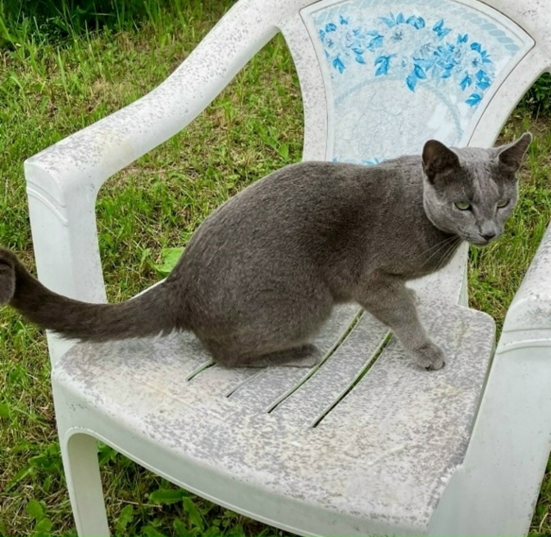Пропала собака в Павловском Посаде — фото объявления