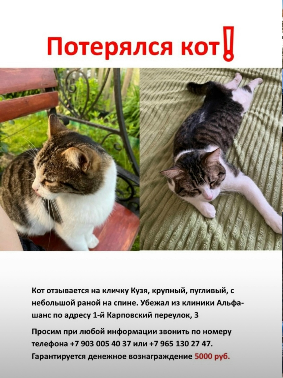 Пропала кошка в Павловском Посаде — фото объявления