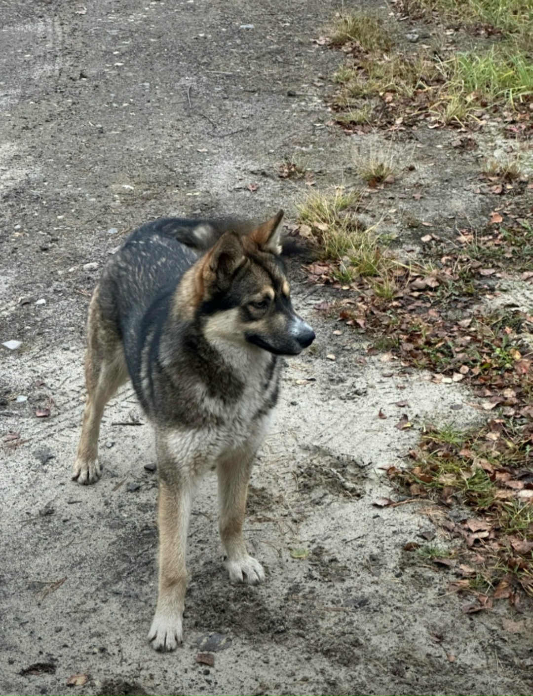Найдена собака в Павловском Посаде — фото объявления