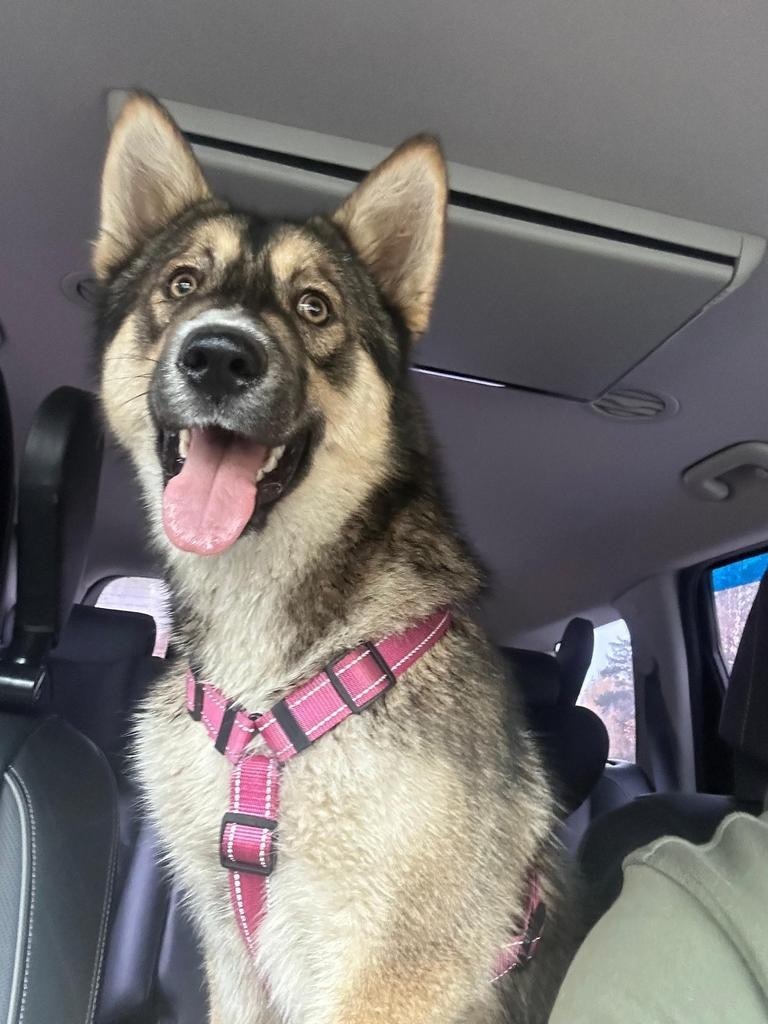 Найдена собака в Павловском Посаде — фото объявления