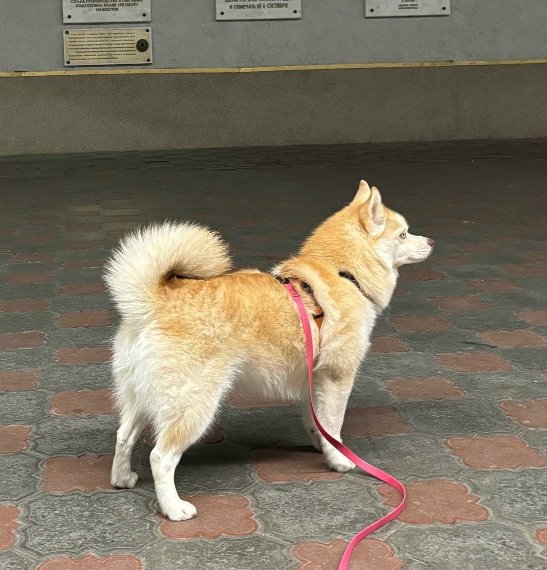 Пропала собака в Солнечногорске — фото объявления