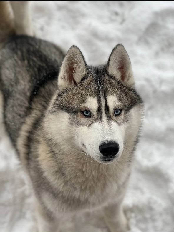 Пропала собака в Солнечногорске — фото объявления