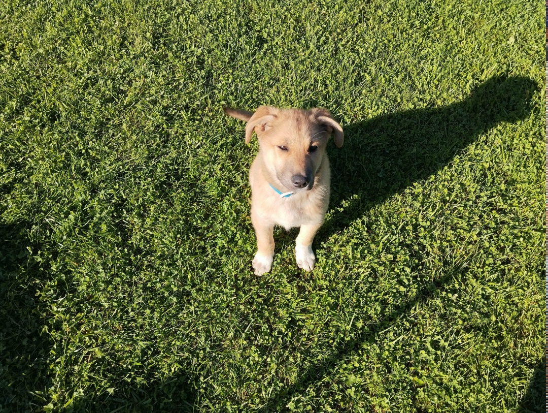 Найдена собака в Солнечногорске — фото объявления