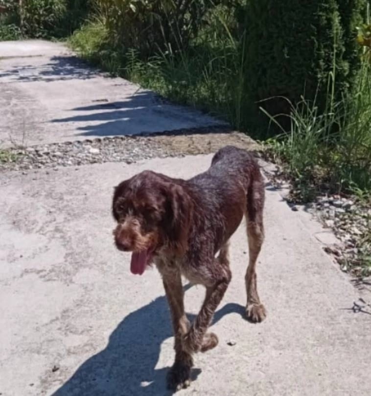 Найдена собака в Солнечногорске — фото объявления